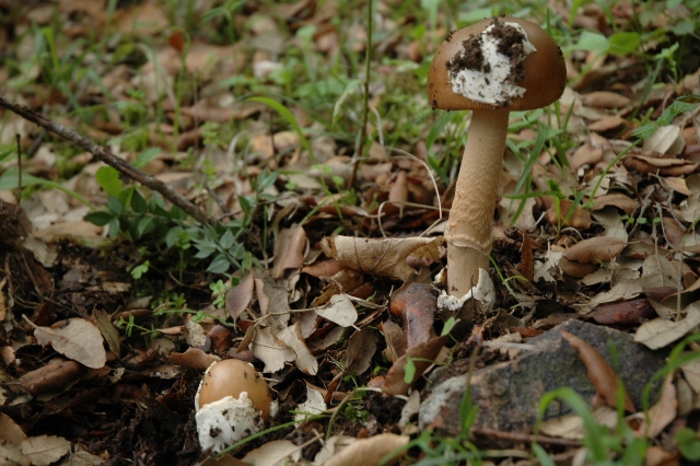 Amanita da determinare, finalmente.